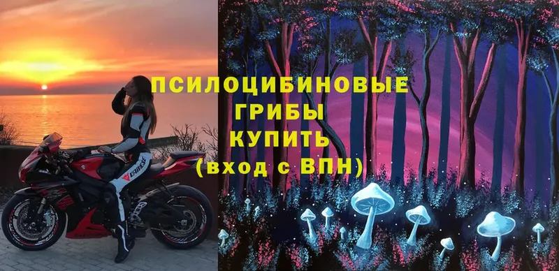 мега ТОР  Пушкино  Псилоцибиновые грибы Magic Shrooms  хочу наркоту 